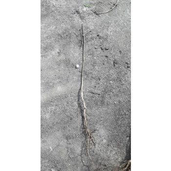 MOSZENKI POŁUDNIOWE miododajna - sadzonki 30 / 40 cm